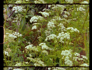III - Big Sur, CA image 2